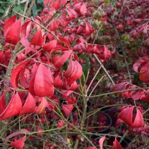 Euonymus alatus 'Compactus' 100-125 cm